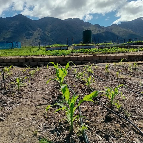 First of the three sisters - Maize growing October 2026