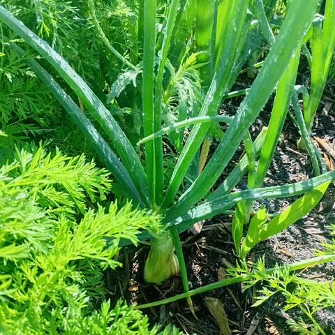 First big onion harvest October 2026