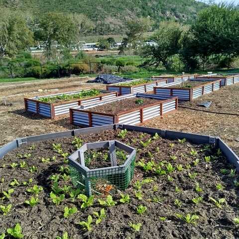 Growth in the garden